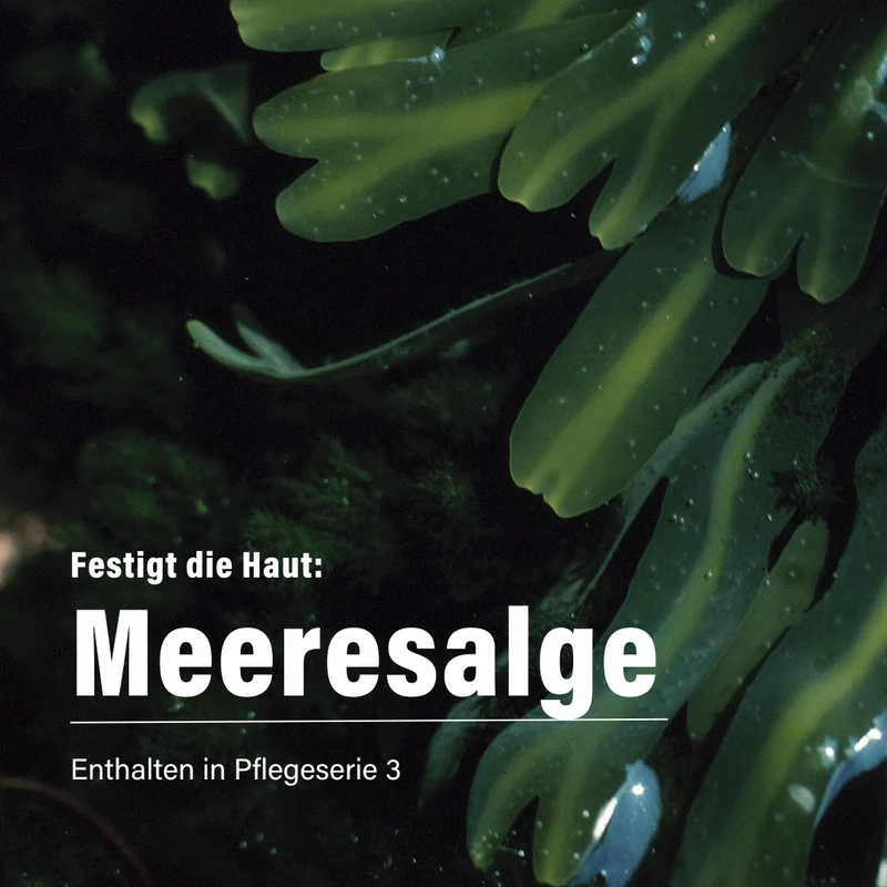 Meeresalge & Olivensqualan für die Nacht 50 ml