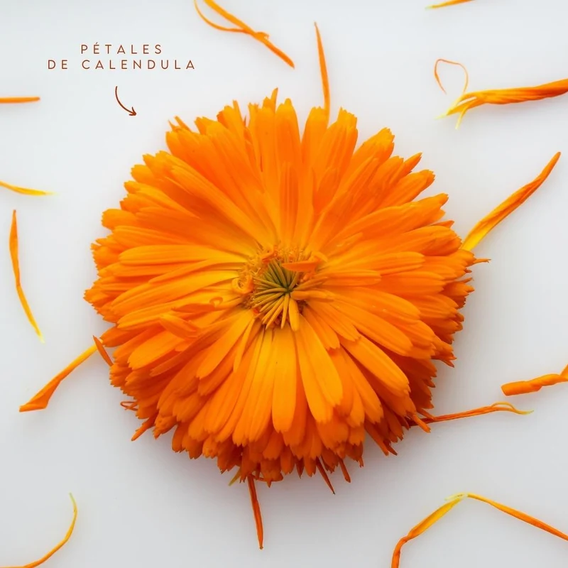 Jelly Mask Professionnel Calendula Ritual | Apaisant et Revitalisant
