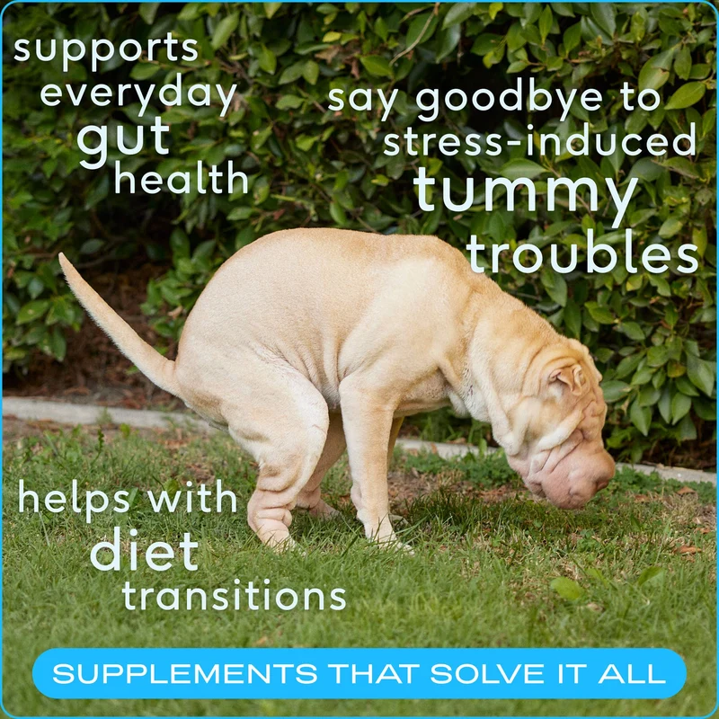 [Self-operated] Native Pet Dog Probiotics + Prebiotic Powder, Sensitive Digestive Health Nutritional Powder, 30 scoops